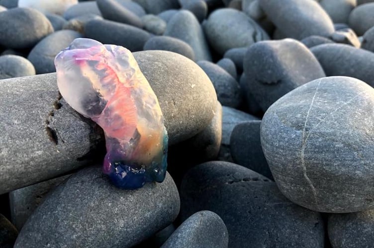 A Portuguese Man of War taken at Ynyslas in 2020