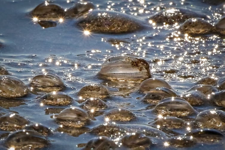 Sea gooseberries