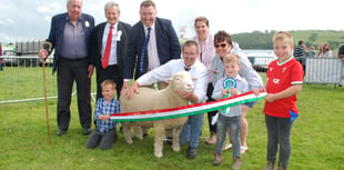 Sheep entries smash record for next weekend’s Aberystwyth Show