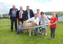 Sheep entries smash record for next weekend’s Aberystwyth & Ceredigion County Show