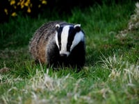 Court fines man for 'interfering with badger sett'