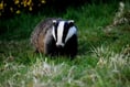 Court fines man for 'interfering with badger sett'
