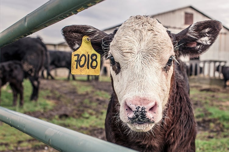 Cow stock