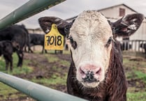 Study explores impact of bovine TB on farms and farmers' wellbeing