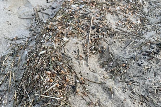 Dead juvenile crabs at Ynyslas beach