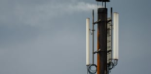 Is there a link between phone masts and decrease in insect species?