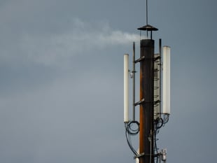 Is there a link between phone masts and decrease in insect species?