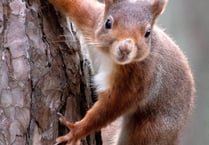 Fears over loss of red squirrels prompts conservation area expansion 