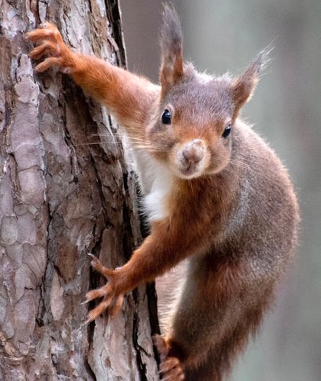 Populations of the threatened red squirrel are at risk from larger and more aggressive greys