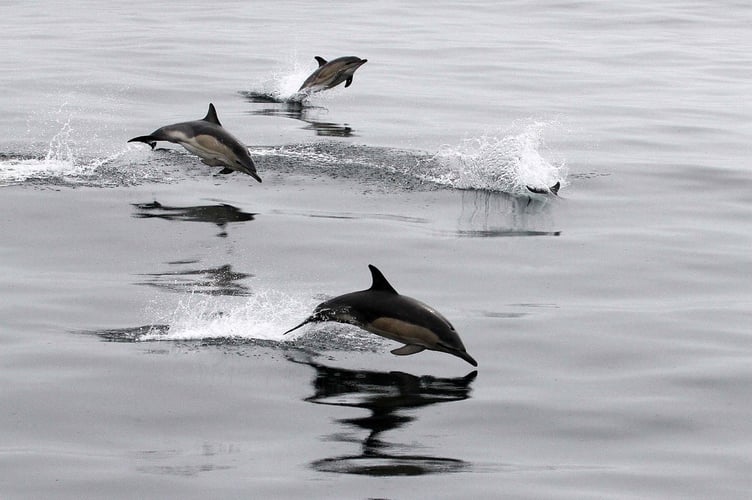 Common dolphins