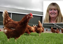 12 chicken farm plans on hold as MS asked to 'call in' application