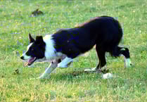 Further success for Ceredigion sheepdog handler