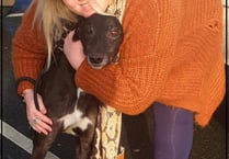 Broken-hearted woman set up centre for greyhounds