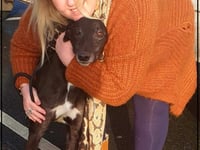 Broken-hearted woman set up centre for greyhounds