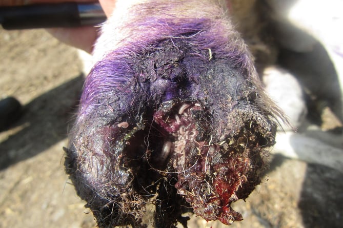 Another photograph showing the suffering, injury and disease the endured by the animals at Cefn Ynysoedd farm