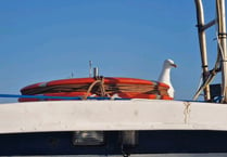 Nesting seagulls scare off boat crew, leaving vessel stranded