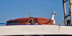 Nesting seagulls scare off boat crew, leaving vessel stranded