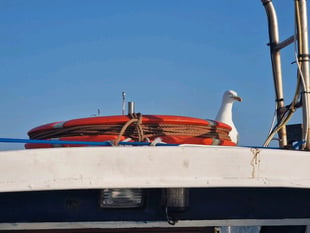Nesting seagulls scare off boat crew, leaving vessel stranded