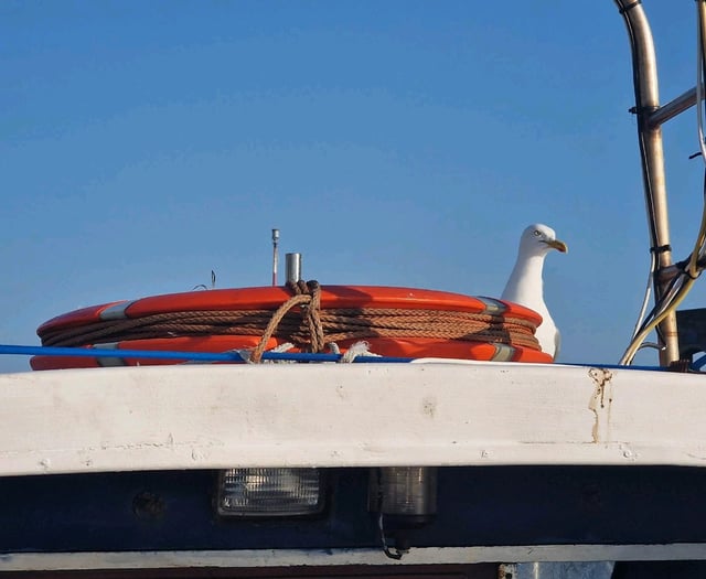 Nesting seagulls scare off boat crew, leaving vessel stranded