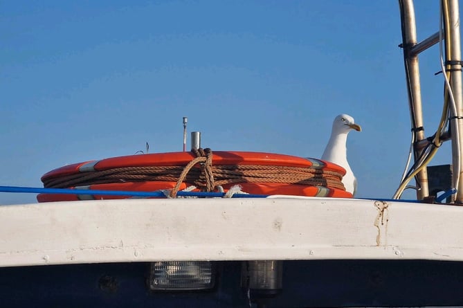 One of the seagulls keeps watch by the nest made inside the lifebuoy on Jon's boat