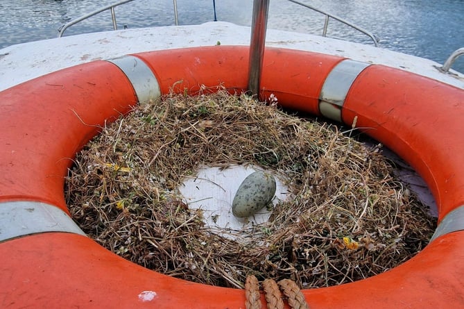 The boat owners will have to wait for the egg to hatch before they can sail their boat