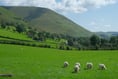 NFU and FUW warn new scheme means farmers face 70% drop in funding