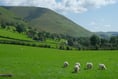 Just three per cent of farmers trust Welsh Government