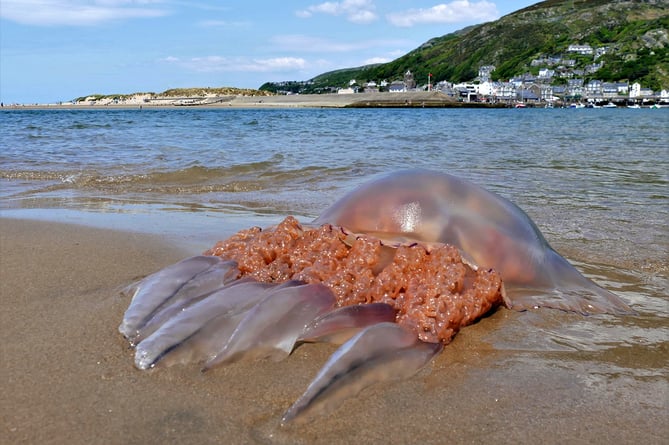 Jellyfish Ynyslas