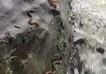 Footage shows clambering eels and spawning lamprey in River Teifi