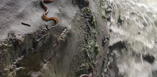 Footage shows clambering eels and spawning lamprey in River Teifi