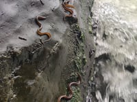 Footage shows clambering eels and spawning lamprey in River Teifi