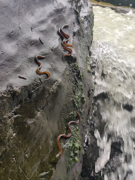The eels using the algae to climb up river