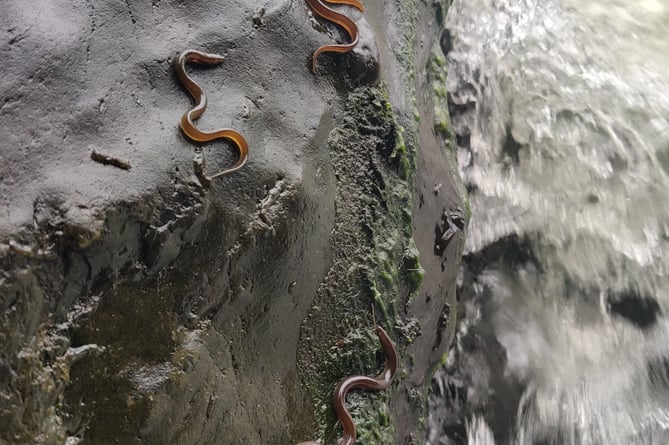 The eels using the algae to climb up river