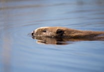 Chance for wildlife watchers to get up close and personal with beavers 