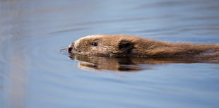 Chance for wildlife watchers to get up close and personal with beavers 