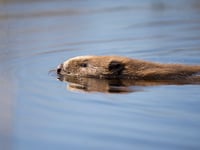 Welsh Government backs plans to reintroduce beavers 