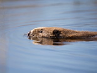 Chance for wildlife watchers to get up close and personal with beavers 