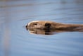 Chance for wildlife watchers to get up close and personal with beavers 