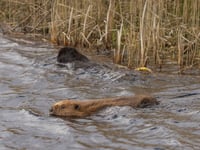 Ministers to consider releasing beavers into the wild