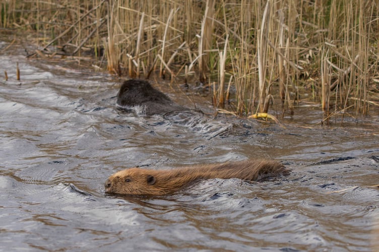 beaver