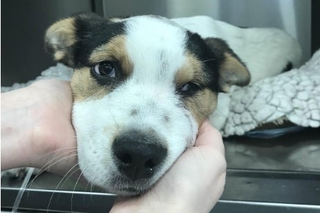 The RSPCA has seen reports of animal cruelty soar by 40 per cent in a year