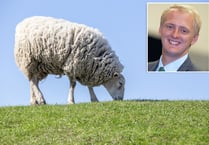 MP in bid to crack down on dog attacks on livestock