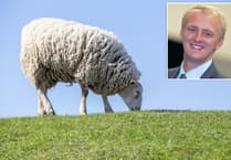 Ceredigion MP Ben Lake in Westminster bid to crack down on dog attacks on livestock