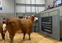 Cow and calf from Llandysul-based herd sell for 4,100 guineas