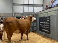 Cow and calf from Llandysul-based herd sell for 4,100 guineas