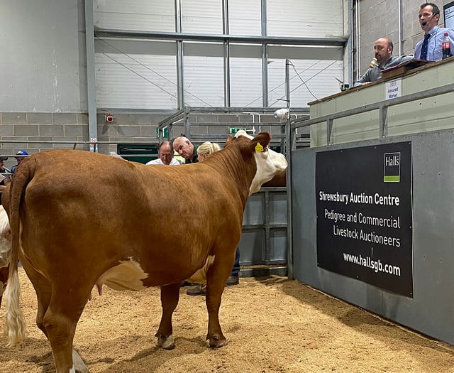 Cow and calf from Llandysul-based herd sell for 4,100 guineas