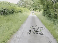 Concerns raised over dog poo bags being thrown into fields