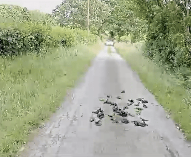Concerns raised over dog poo bags being thrown into fields