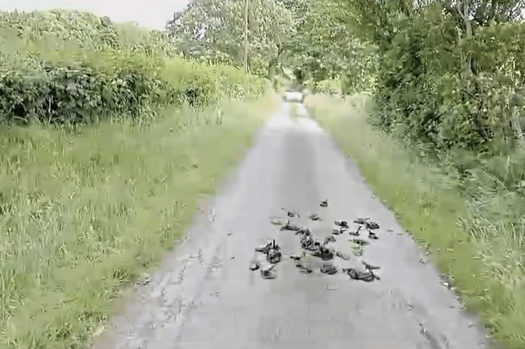 Dog poo bags