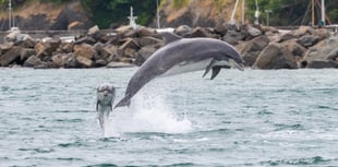 Wildlife warning for those heading to the beach